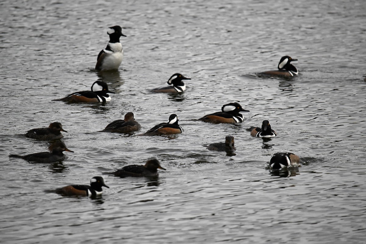 morčák chocholatý - ML644415393