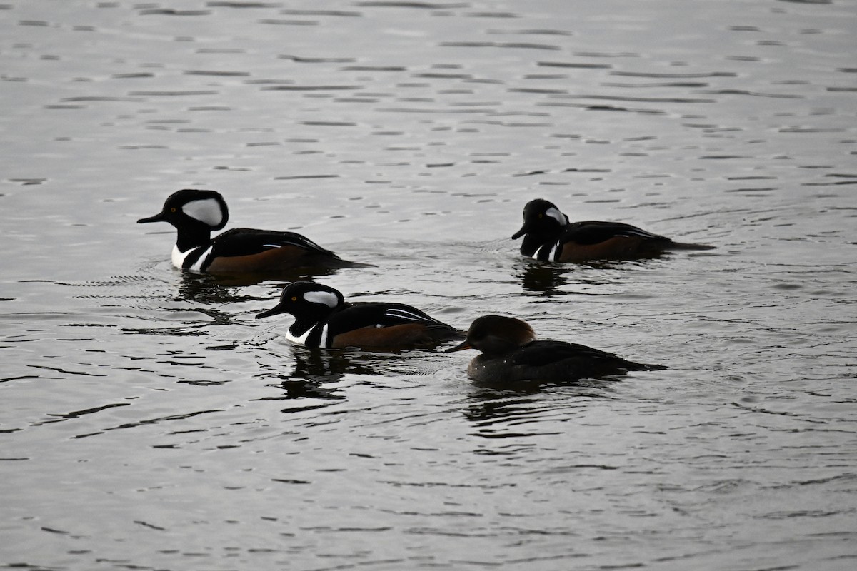 morčák chocholatý - ML644415398