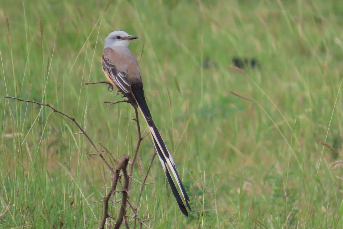 Scissor-tailed Flycatcher - ML644415405