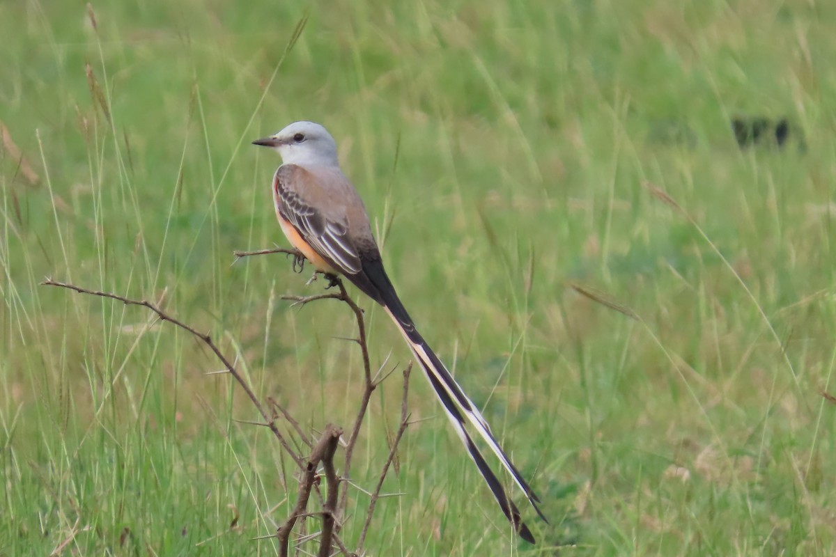 Scissor-tailed Flycatcher - ML644415406