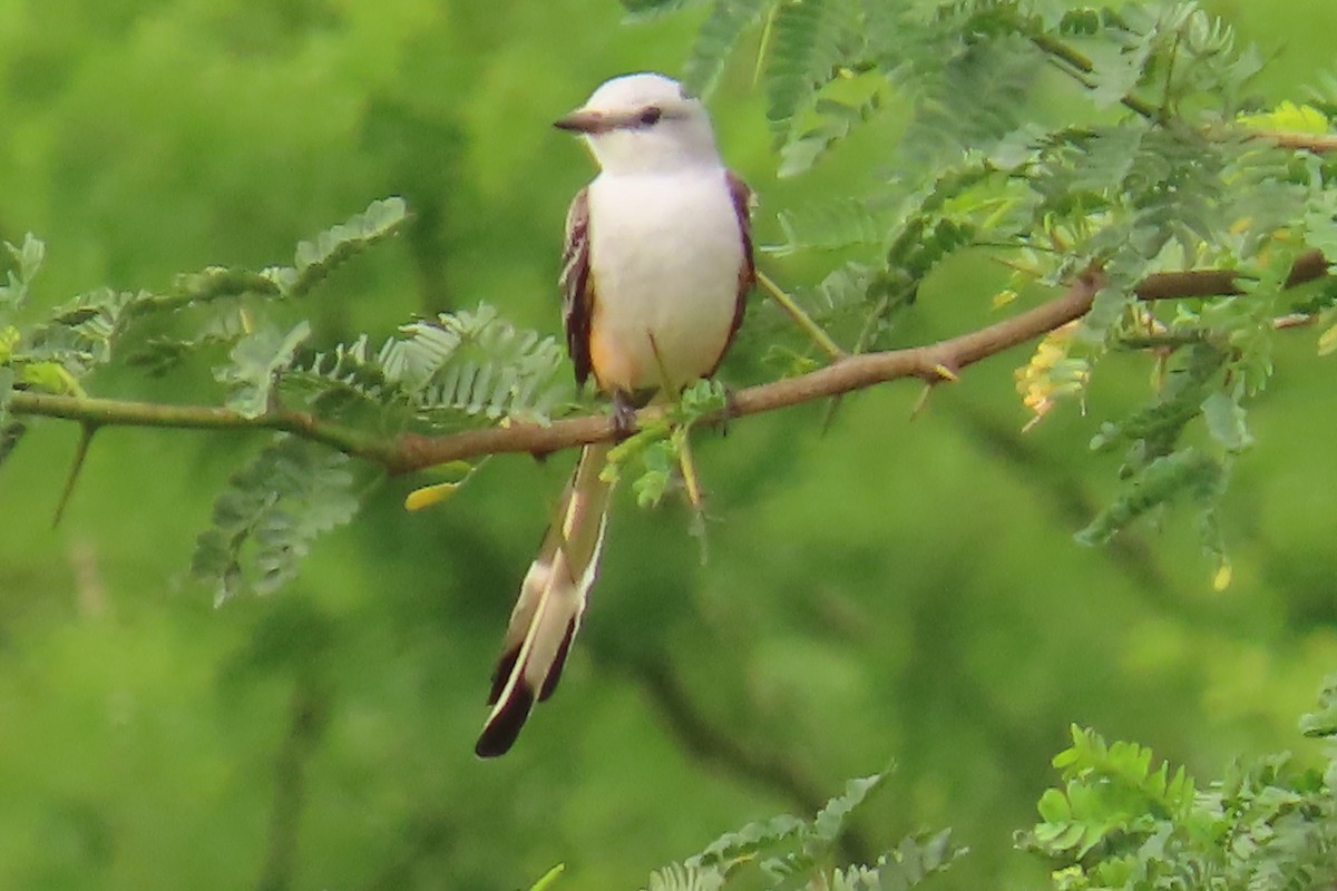 Scissor-tailed Flycatcher - ML644415407