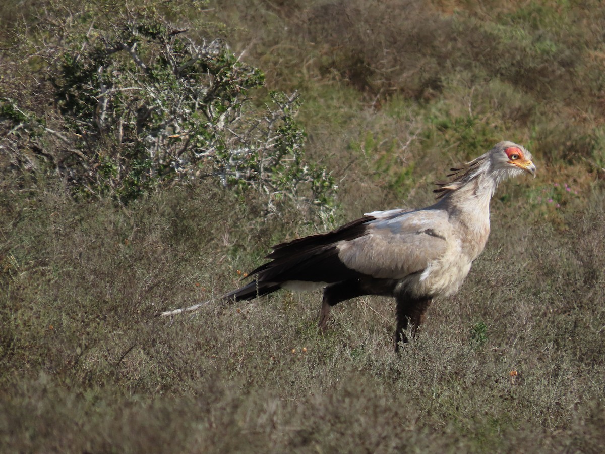 hadilov písař - ML644415408