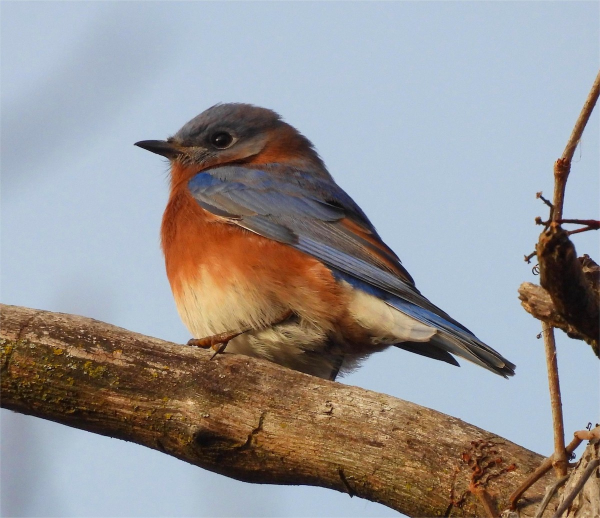 salašník modrý - ML644415409