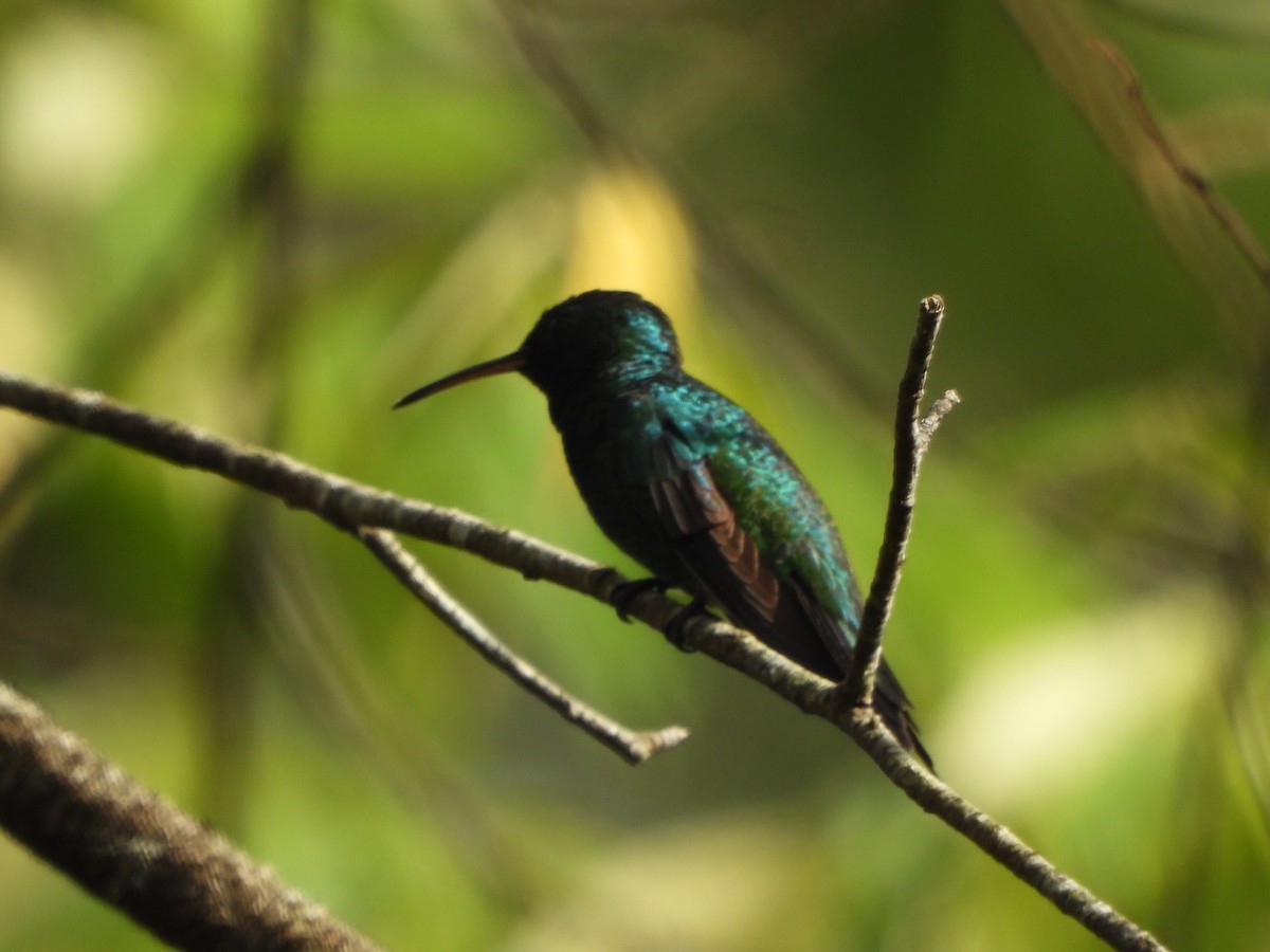 kolibřík zářivý - ML644415410