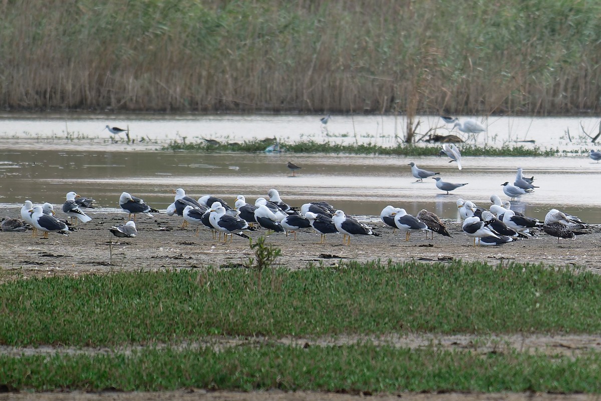 racek žlutonohý - ML644415411