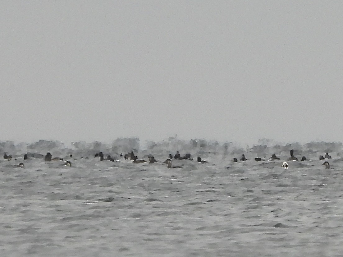 turpan černý - ML644415413