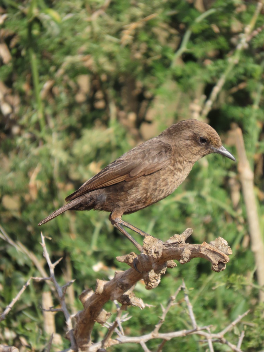 Southern Anteater-Chat - ML644415416