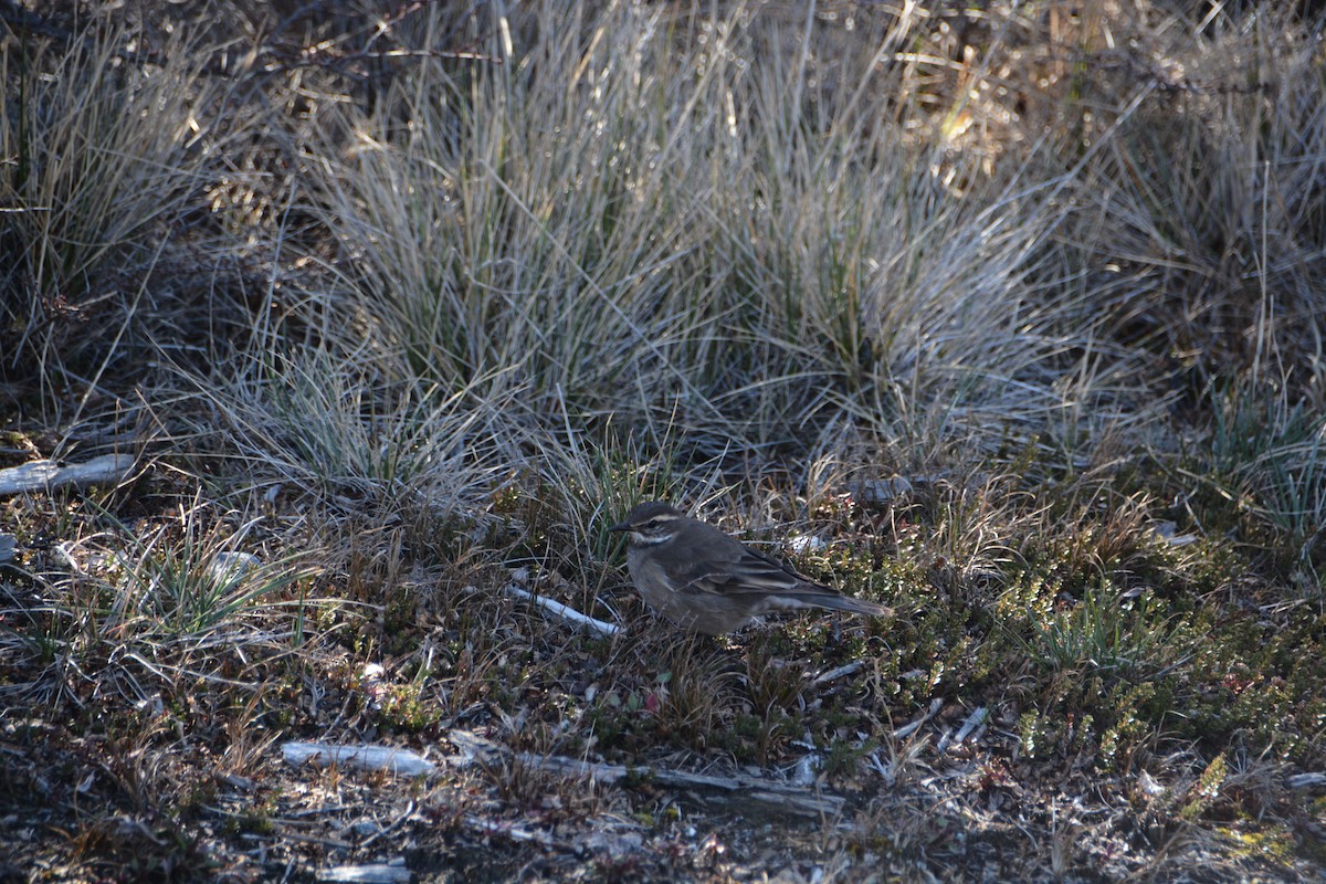 Buff-winged Cinclodes - ML644415421