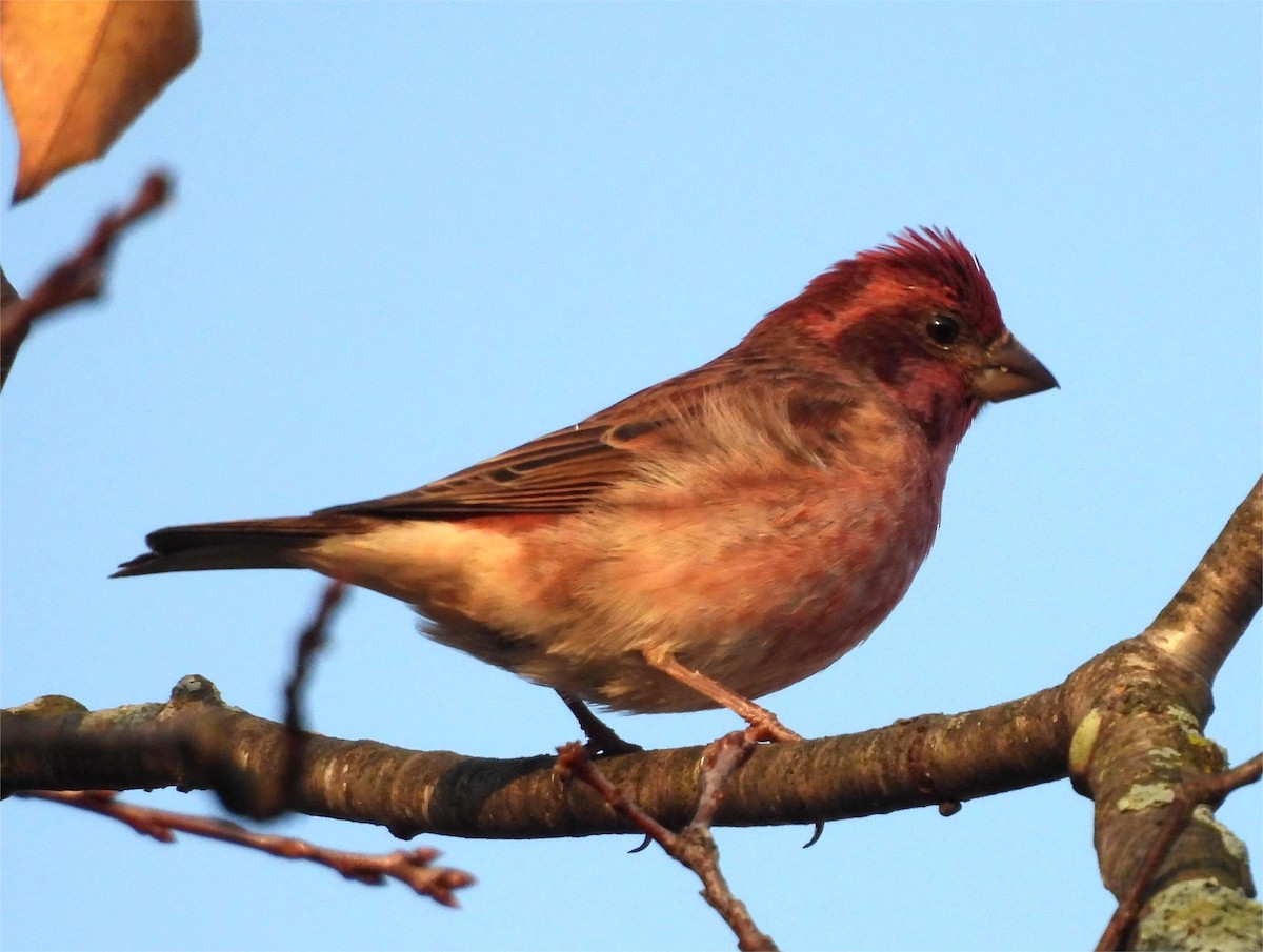 hýl nachový - ML644415423