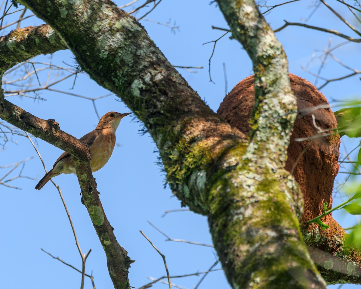 Rufous Hornero - ML644415424