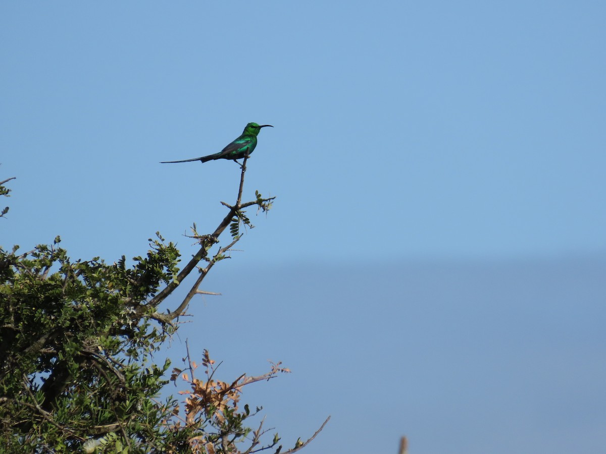 strdimil malachitový - ML644415426