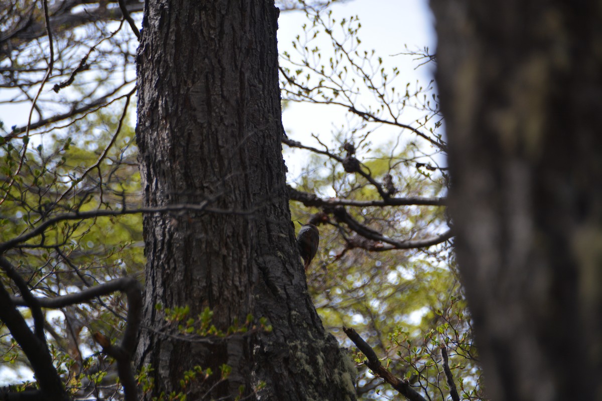White-throated Treerunner - ML644415428