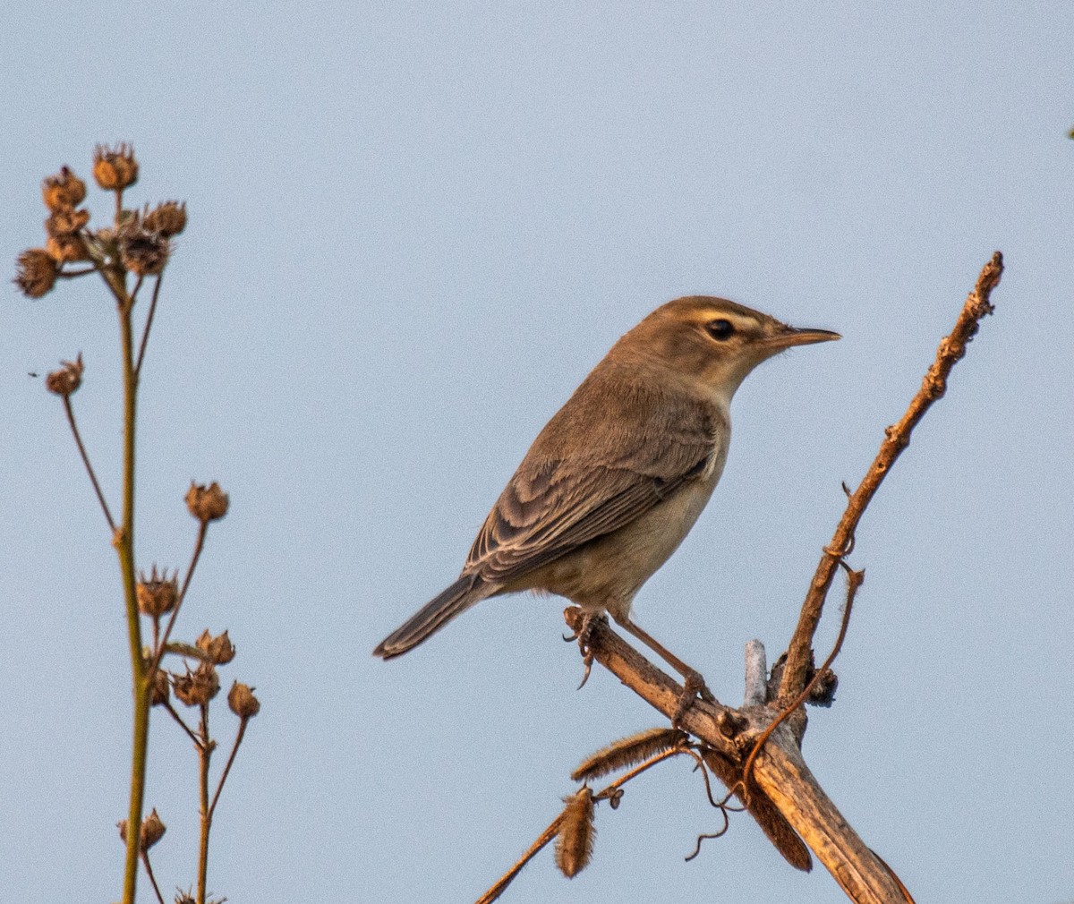 rákosník pokřovní - ML644415429