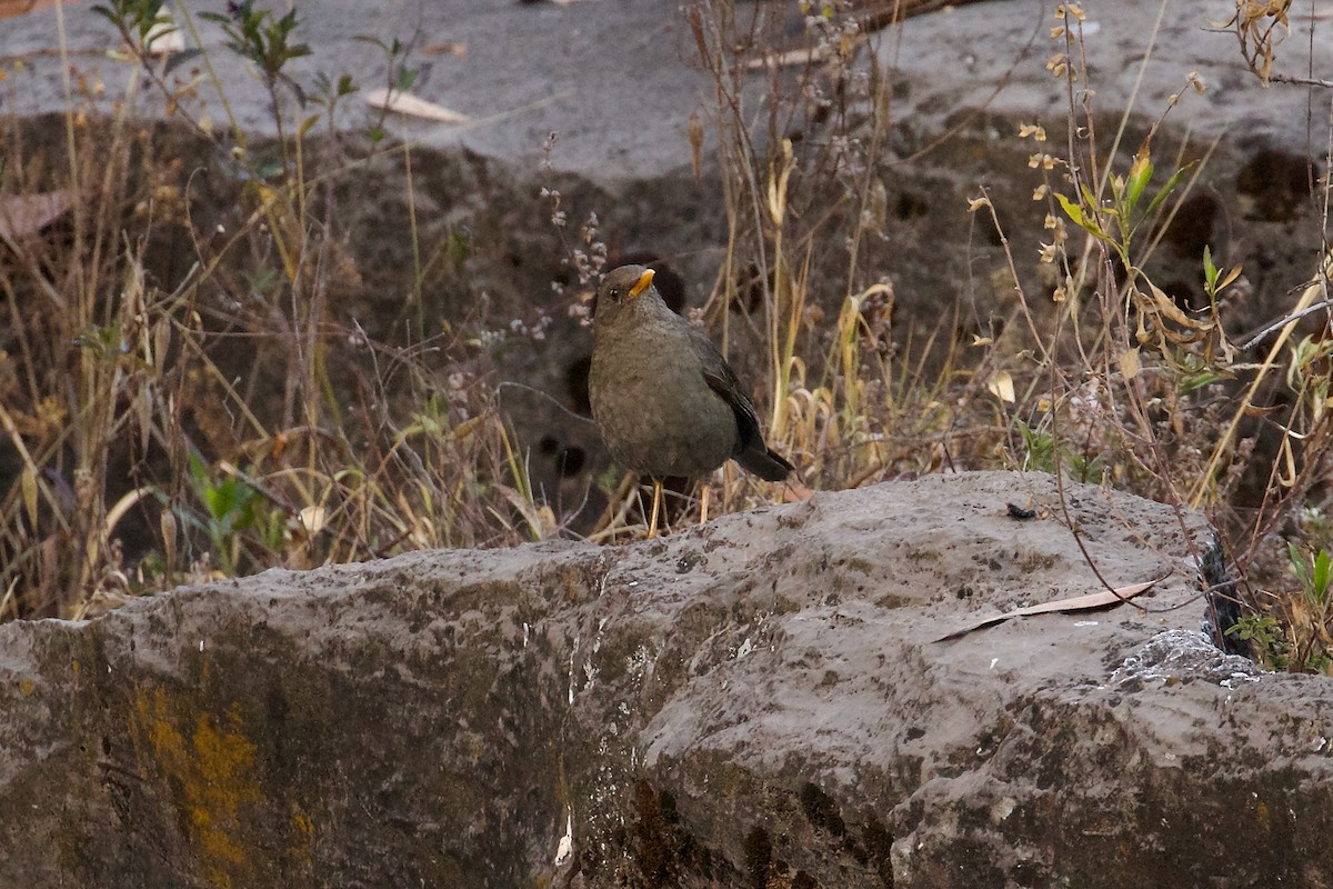 drozd jihoamerický - ML644415433