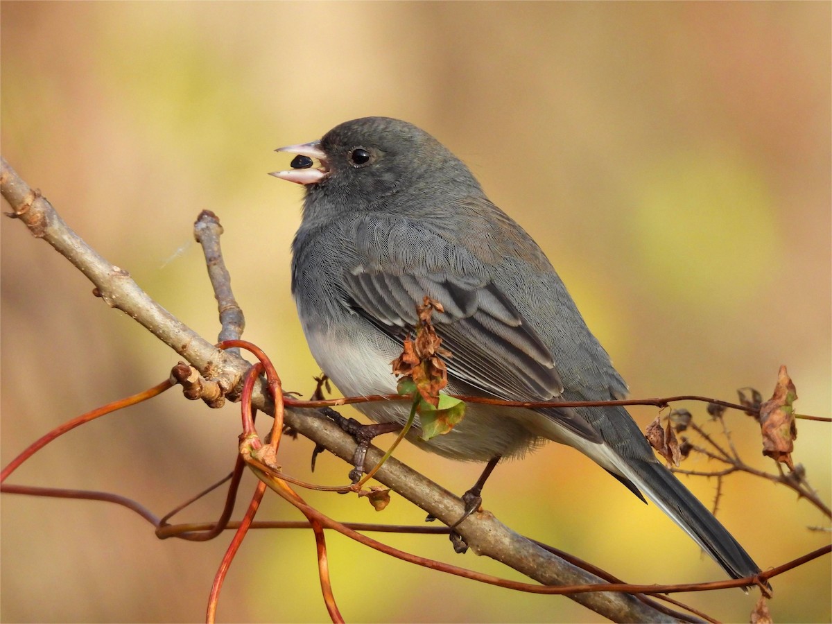 strnadec zimní - ML644415434