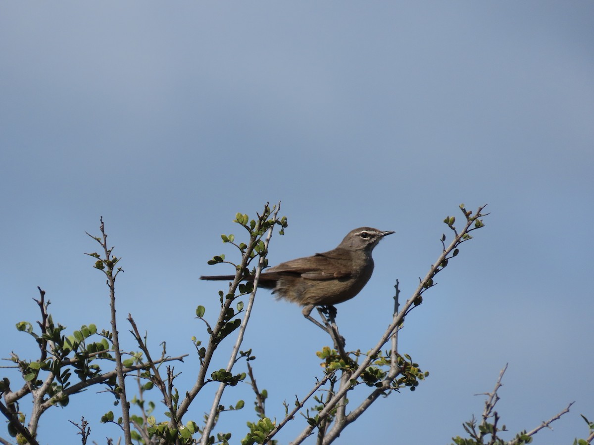 Karoo Scrub-Robin - ML644415436