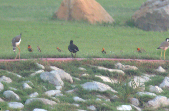 snovač červený - ML644415439