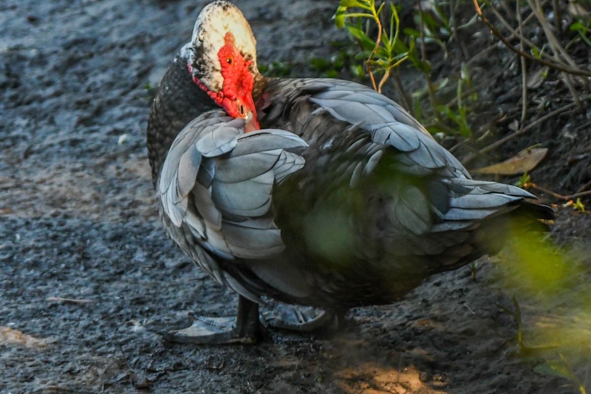 pižmovka americká (domestikovaná) - ML644415440