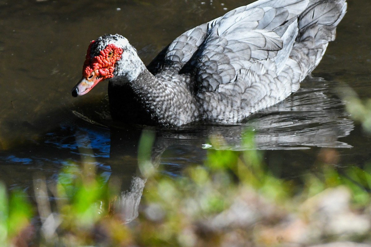 pižmovka americká (domestikovaná) - ML644415441