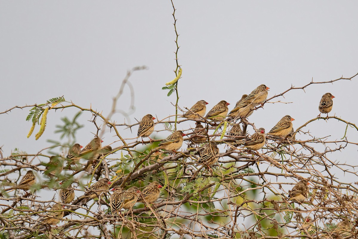 snovač rudozobý - ML644415442