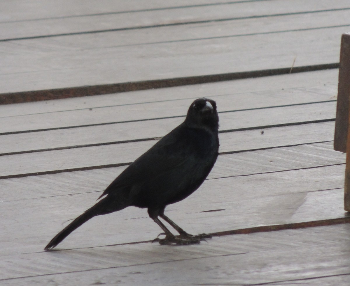 Scrub Blackbird - ML644415443