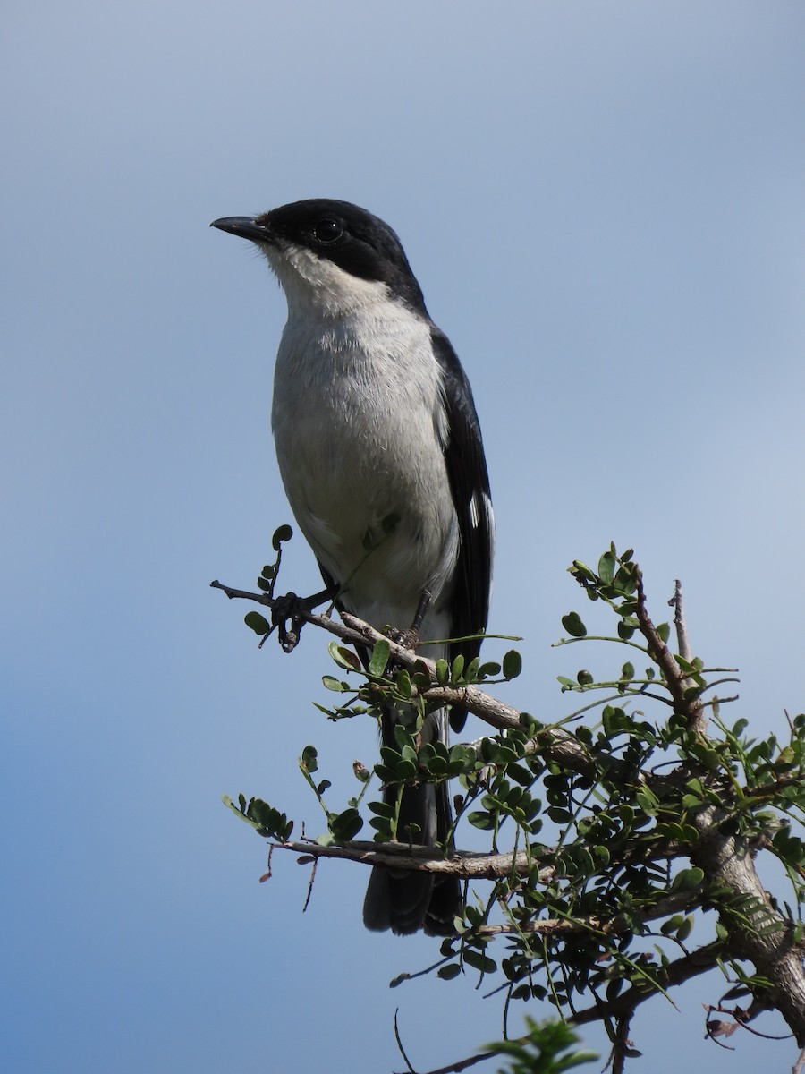 Fiscal Flycatcher - ML644415444