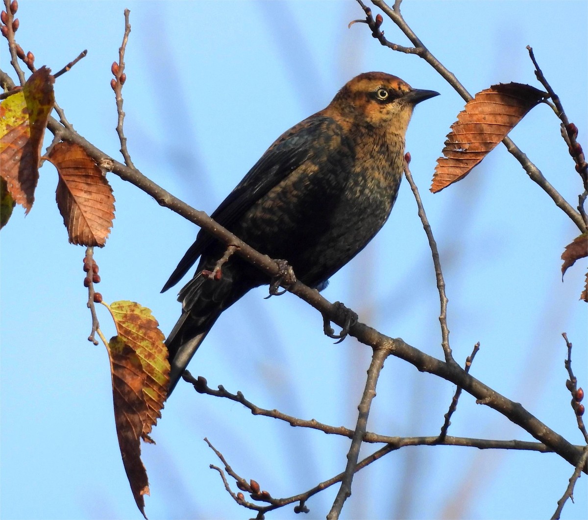 Rusty Blackbird - ML644415451