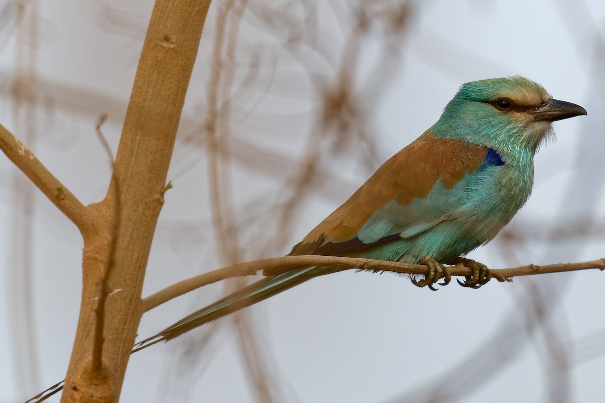 Abyssinian Roller - ML644415452
