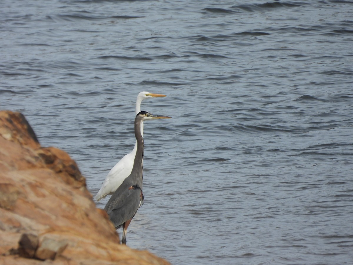 Great Blue Heron - ML644415454