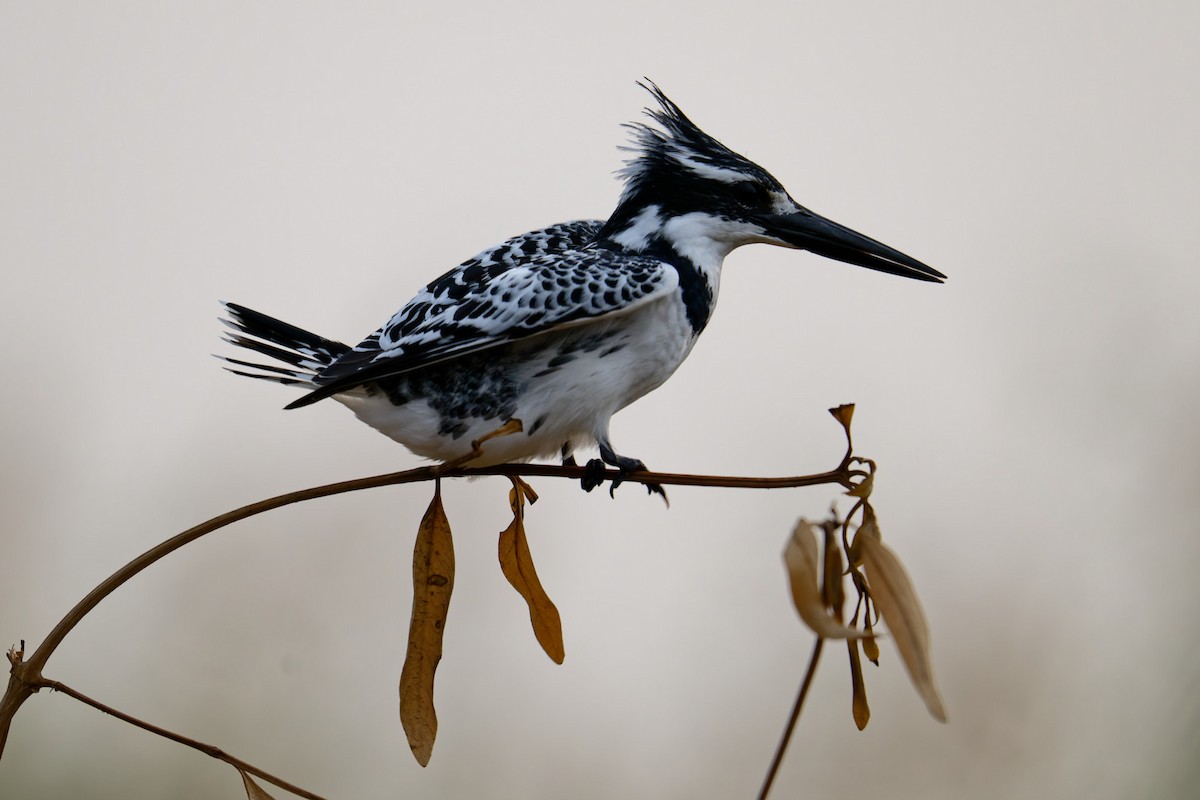 Рибалочка строкатий - ML644415459