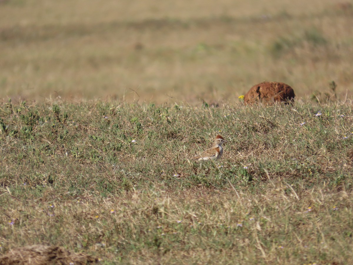 アフリカヒメコウテンシ - ML644415460