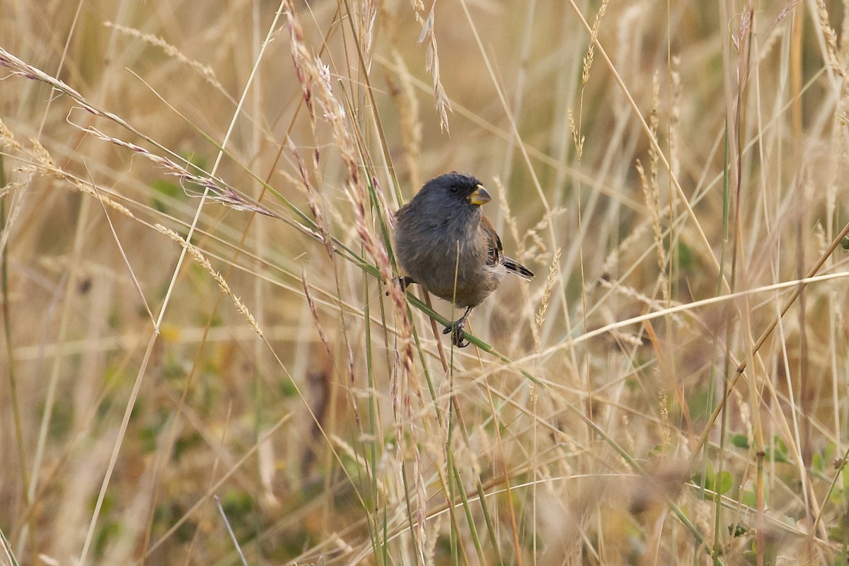 Band-tailed Seedeater - ML644415462