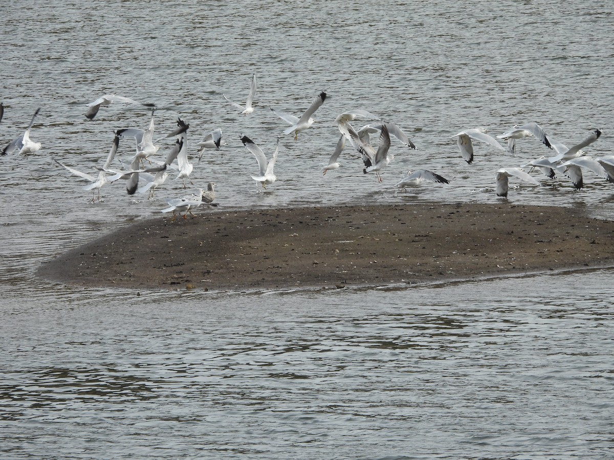 Ring-billed Gull - ML644415471
