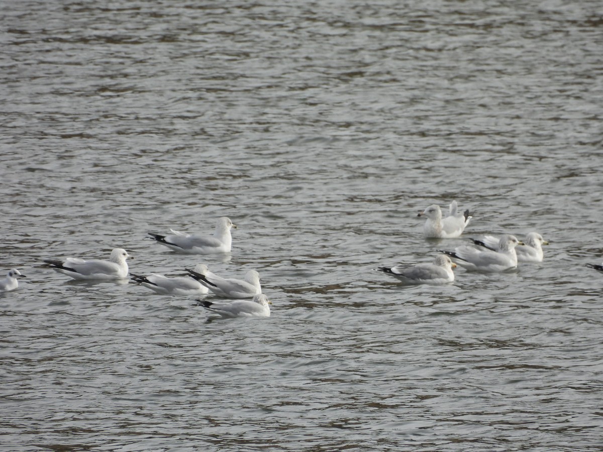 Ring-billed Gull - ML644415478