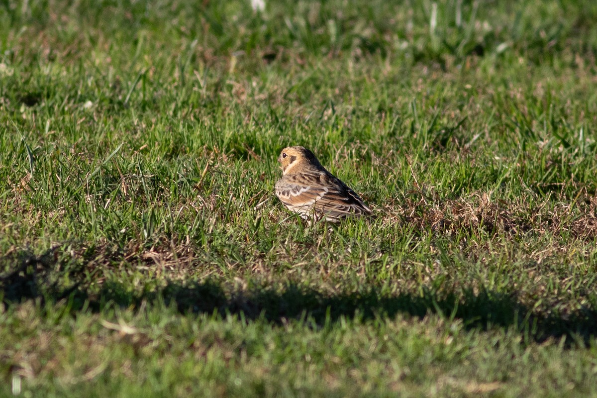 Подорожник лапландський - ML644415482