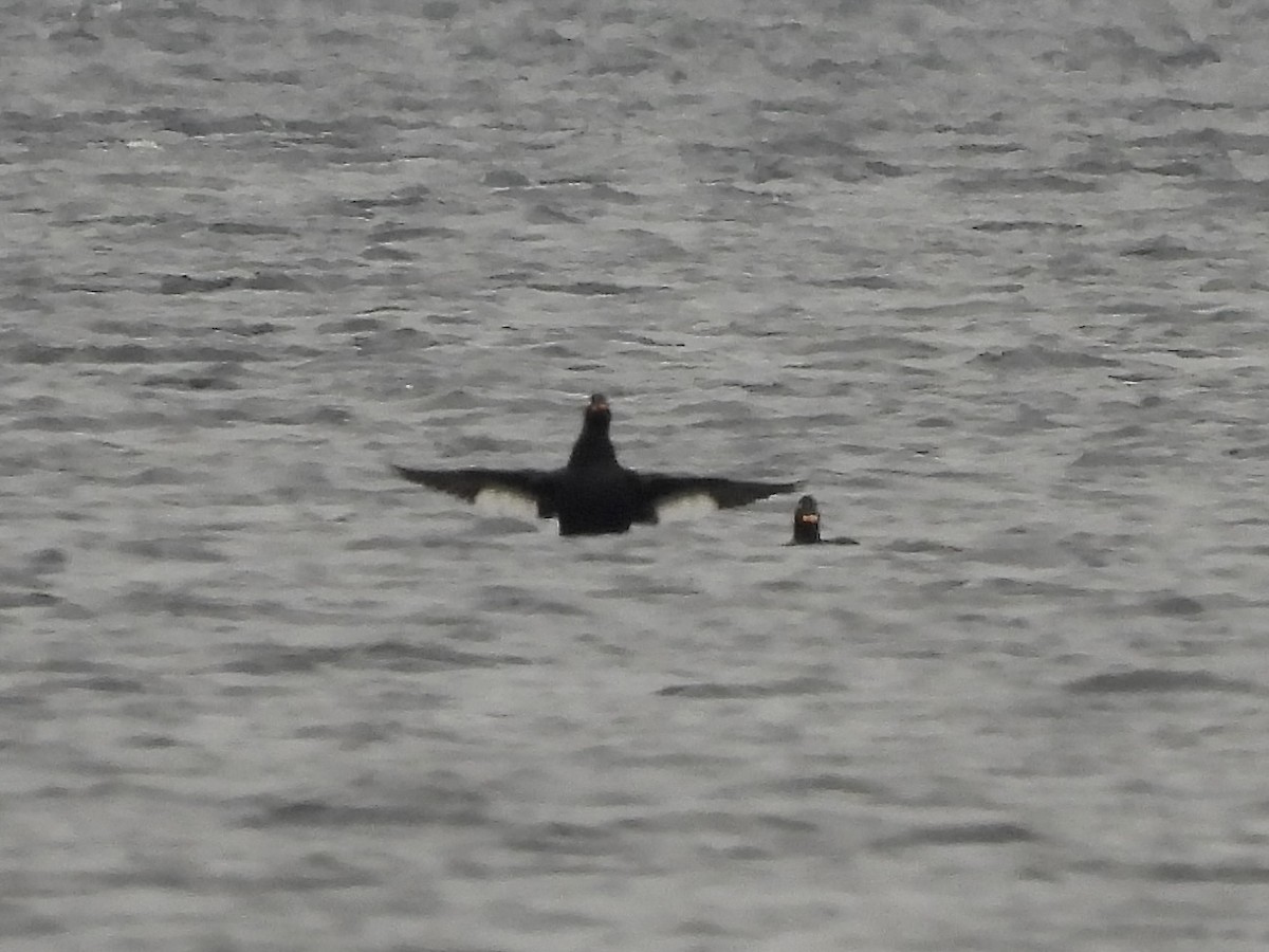 Macreuse brune - ML644415494