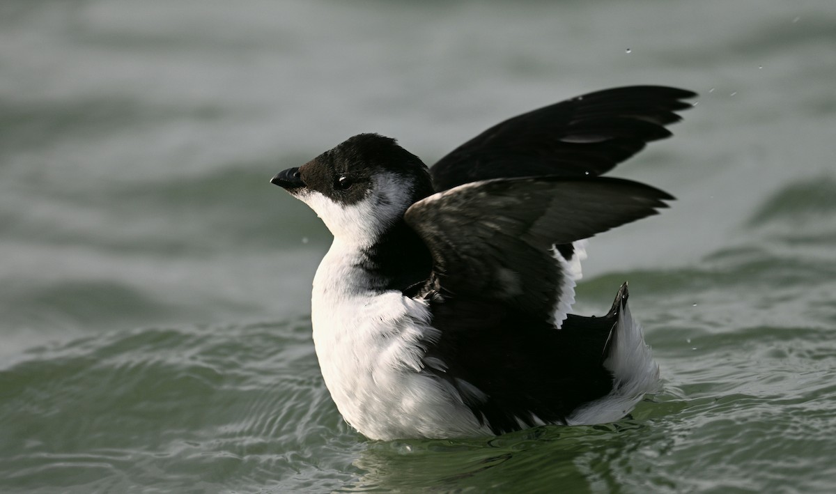 Люрик - ML644415500