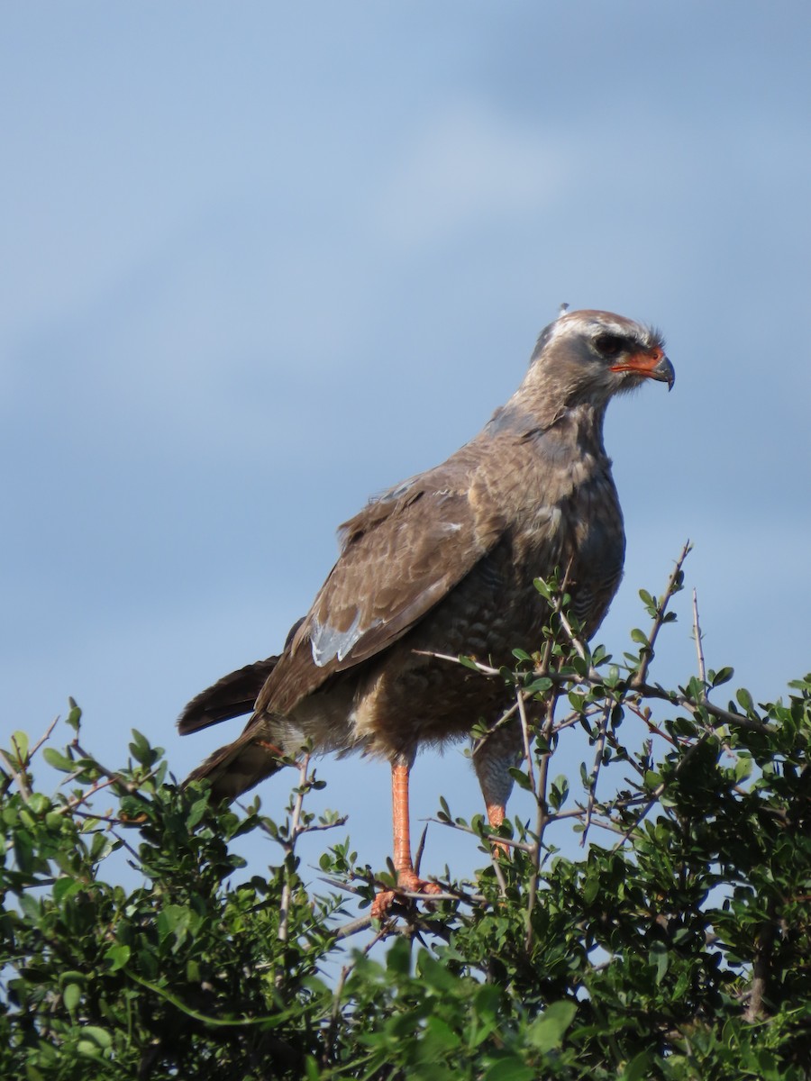 コシジロウタオオタカ - ML644415530