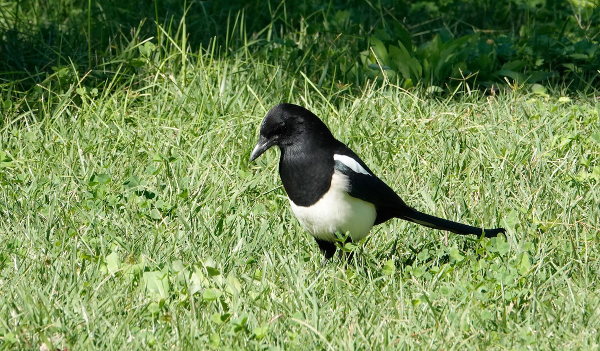Oriental Magpie - ML644415532