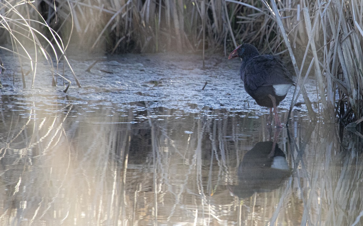 セイケイ - ML644415533