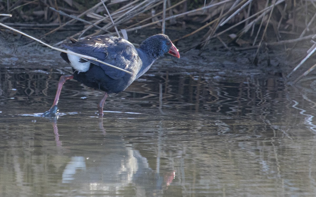 セイケイ - ML644415537