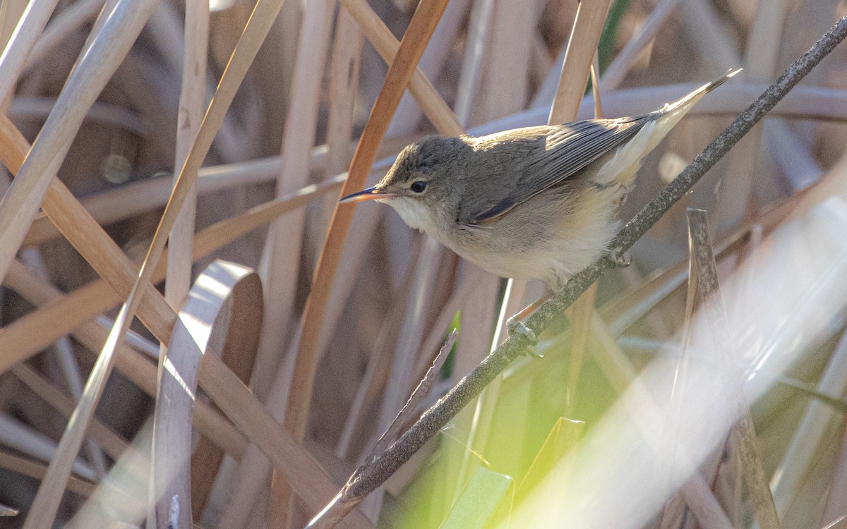 Rousserolle effarvatte - ML644415559