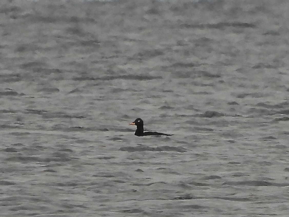 Macreuse brune - ML644415560