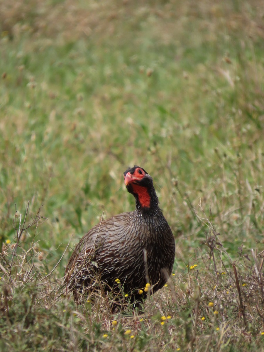 Red-necked Spurfowl - ML644415564
