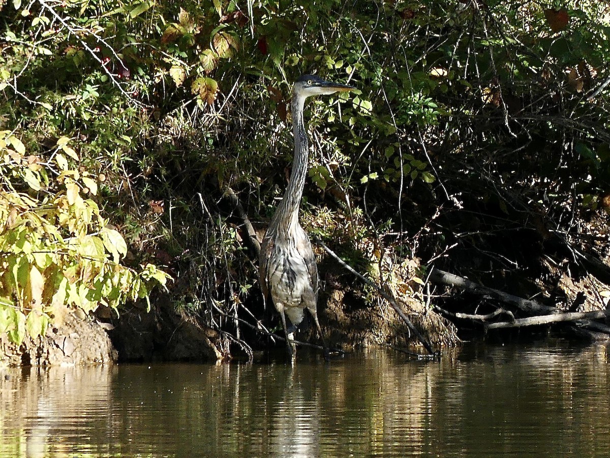 Great Blue Heron (Great Blue) - ML644415578