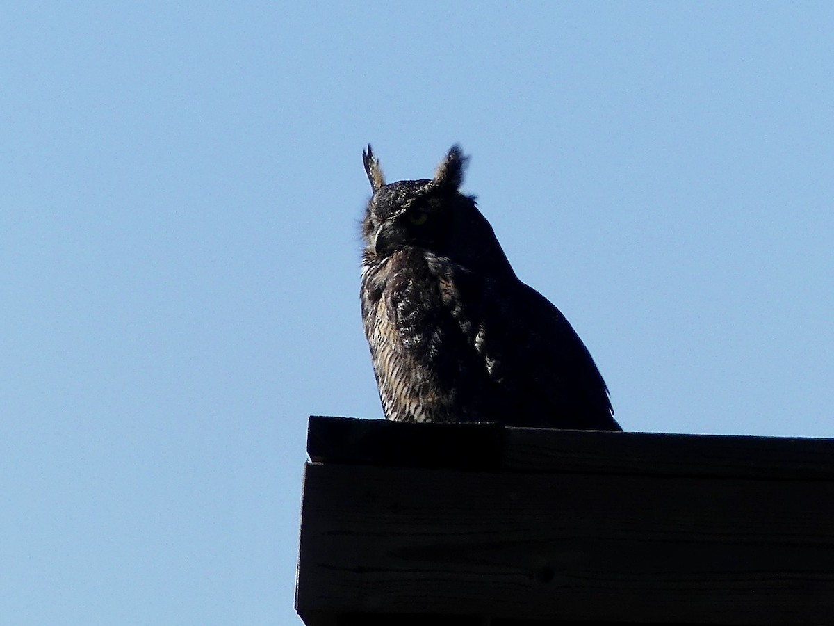 Great Horned Owl - ML644415586
