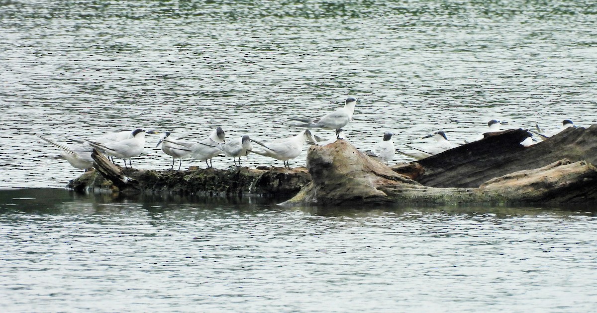 rybák severní - ML644415601