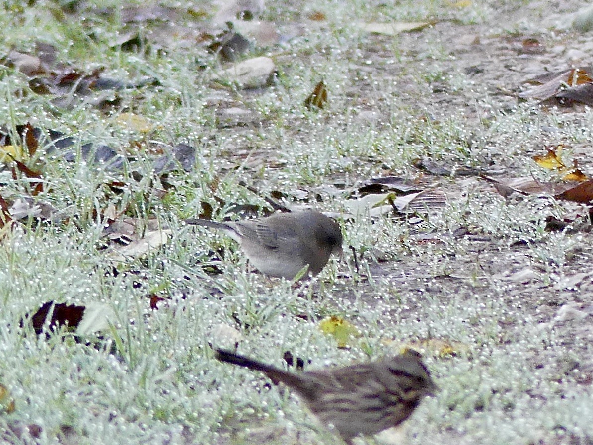 Dark-eyed Junco - ML644415607