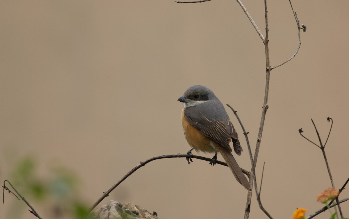 Gray-backed Shrike - ML644415612