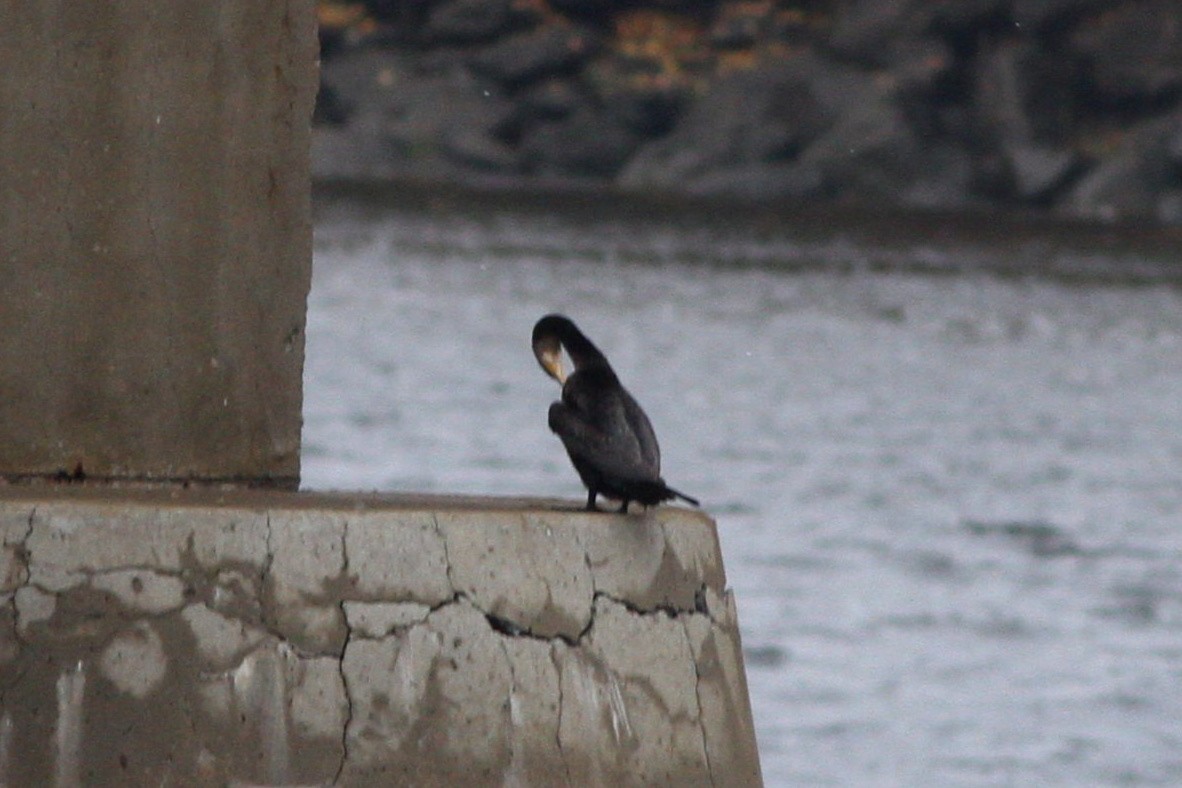 Great Cormorant - ML644415614